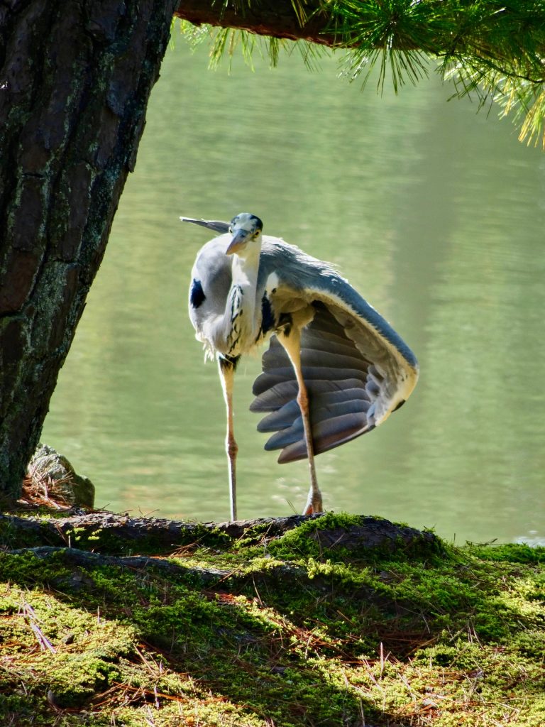 JAPAN-2016-03-018 JAPAN-2016-03-018