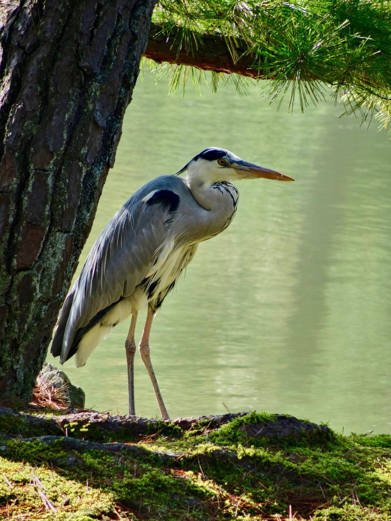 JAPAN-2016-03-019 JAPAN-2016-03-019
