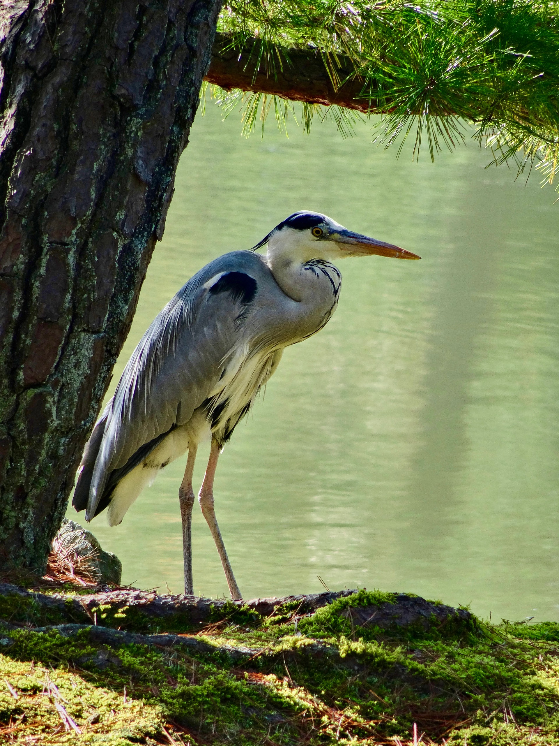 JAPAN-2016-03-019 JAPAN-2016-03-019