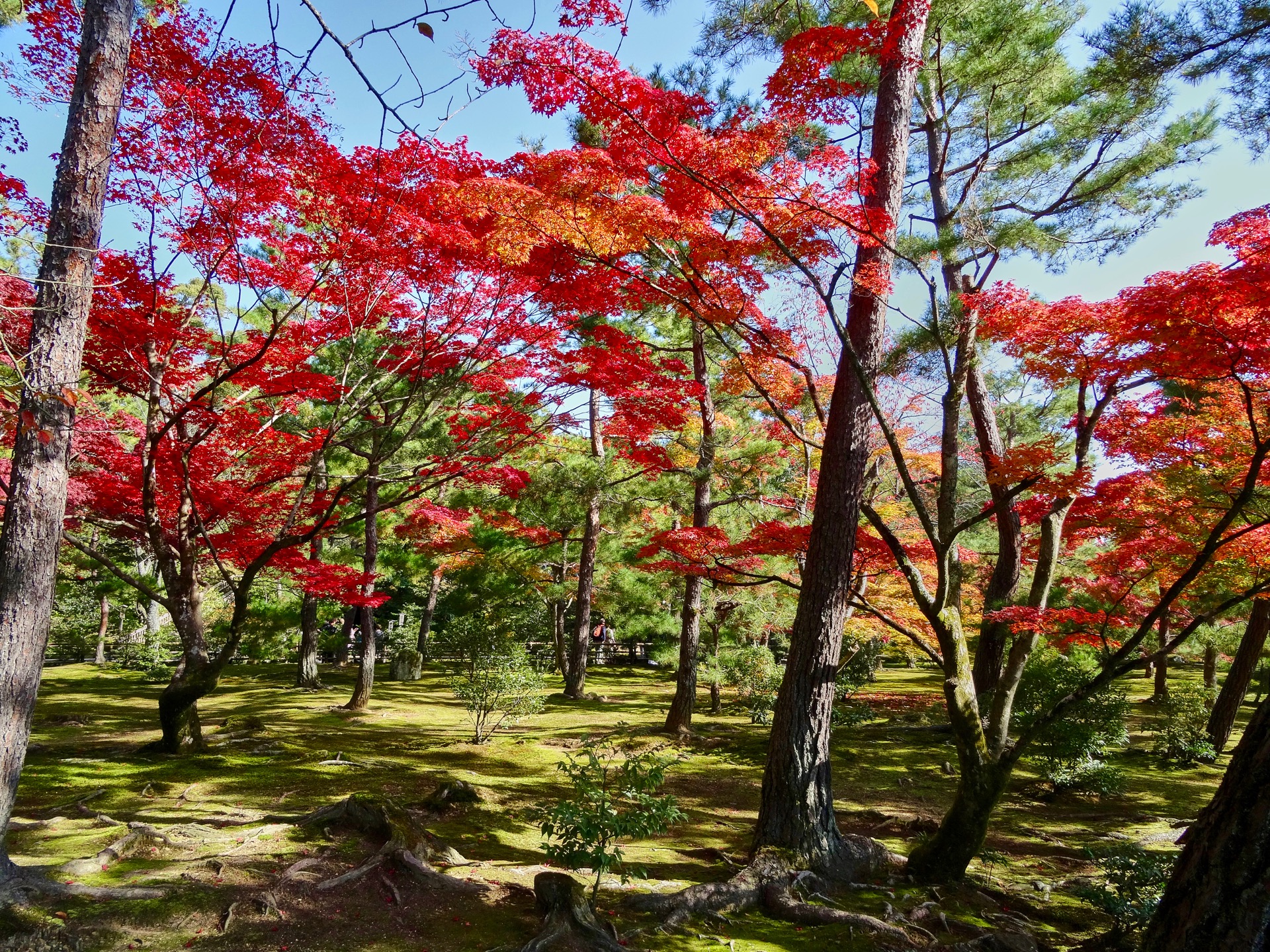 JAPAN-2016-03-020 JAPAN-2016-03-020