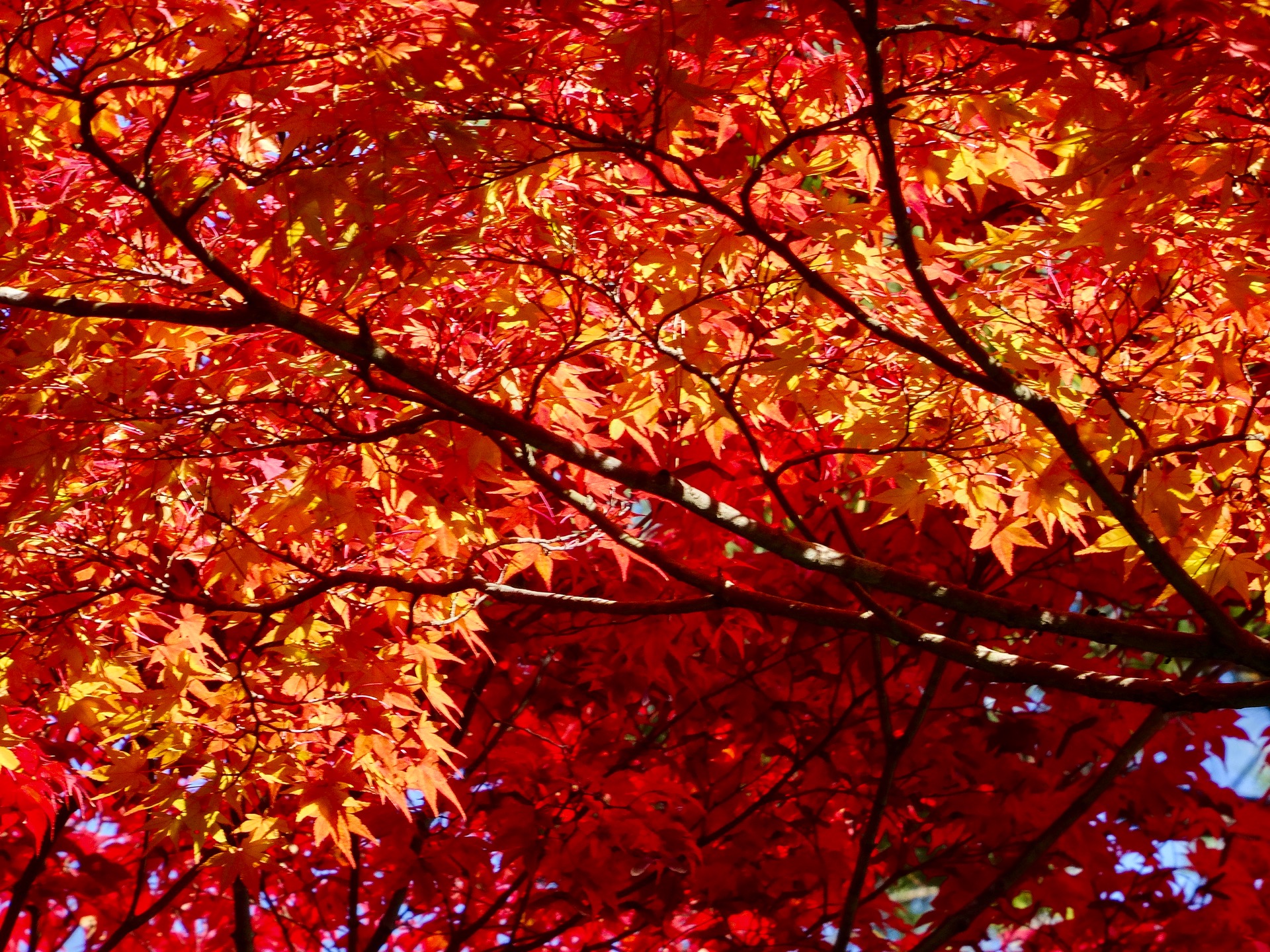 JAPAN-2016-03-022 JAPAN-2016-03-022