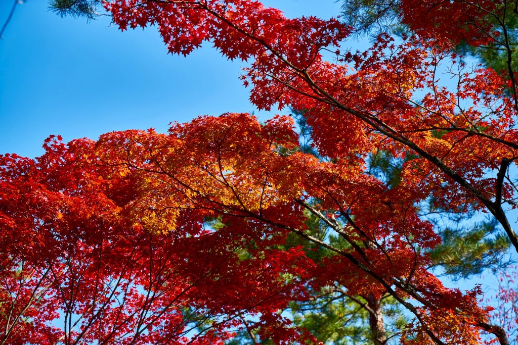 JAPAN-2016-03-023 JAPAN-2016-03-023