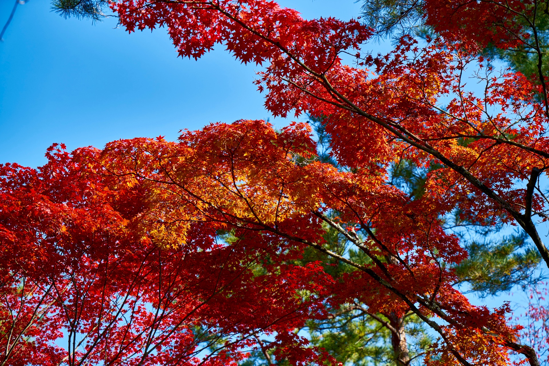 JAPAN-2016-03-023 JAPAN-2016-03-023