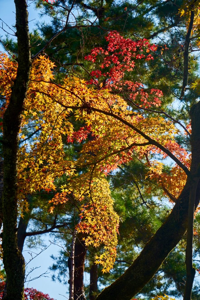 JAPAN-2016-03-024 JAPAN-2016-03-024