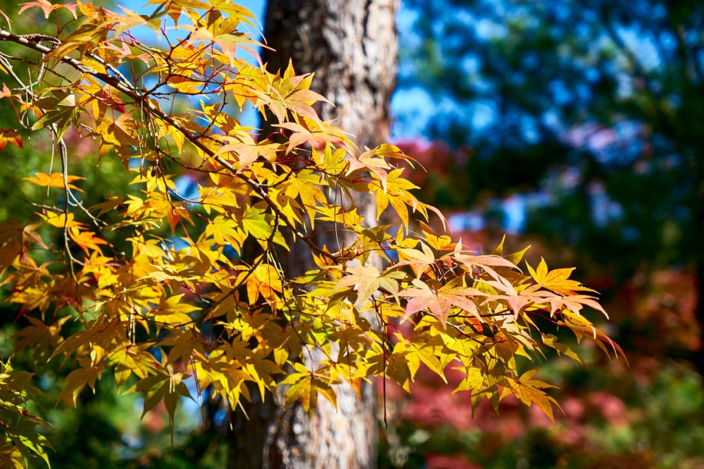 JAPAN-2016-03-026 JAPAN-2016-03-026