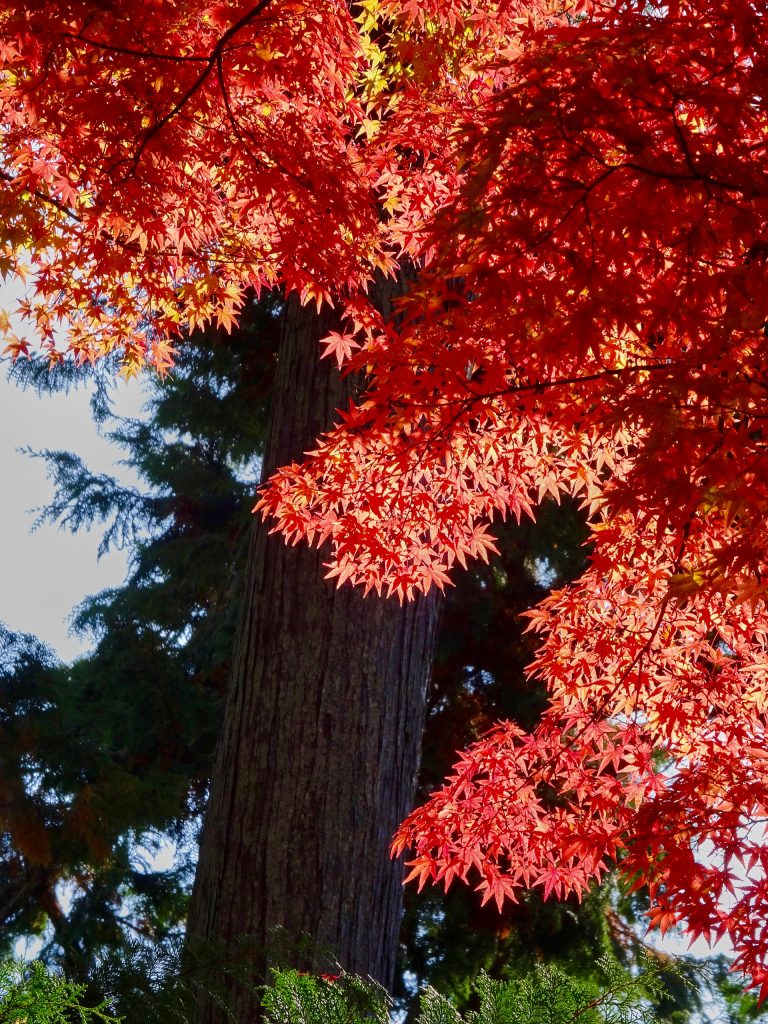 JAPAN-2016-03-029 JAPAN-2016-03-029