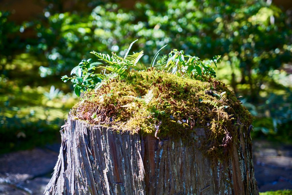 JAPAN-2016-03-031 JAPAN-2016-03-031