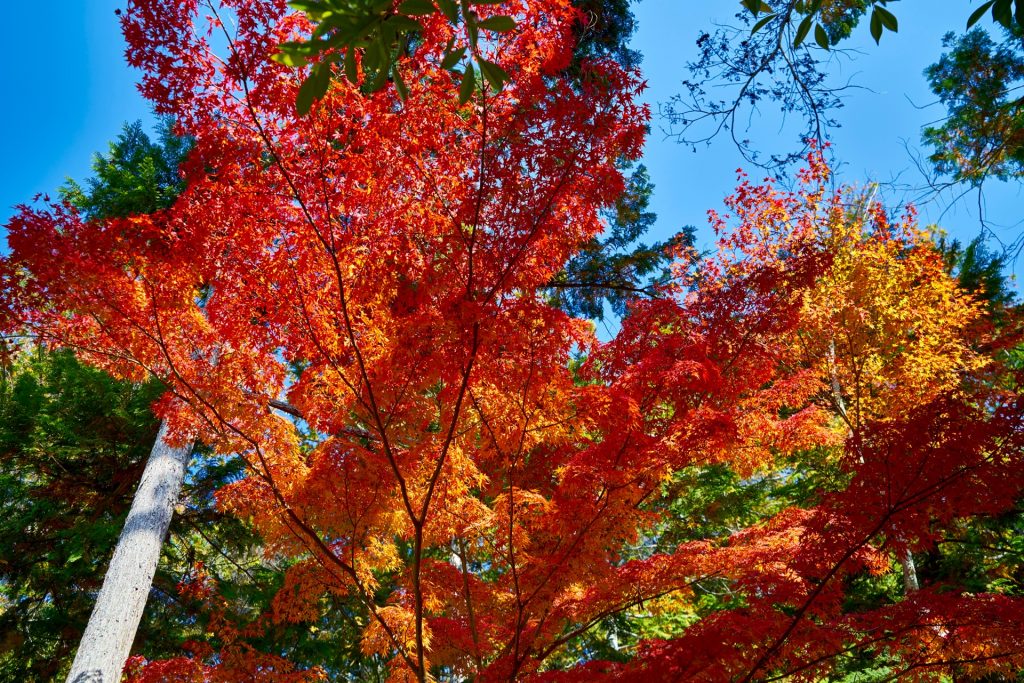 JAPAN-2016-03-032 JAPAN-2016-03-032