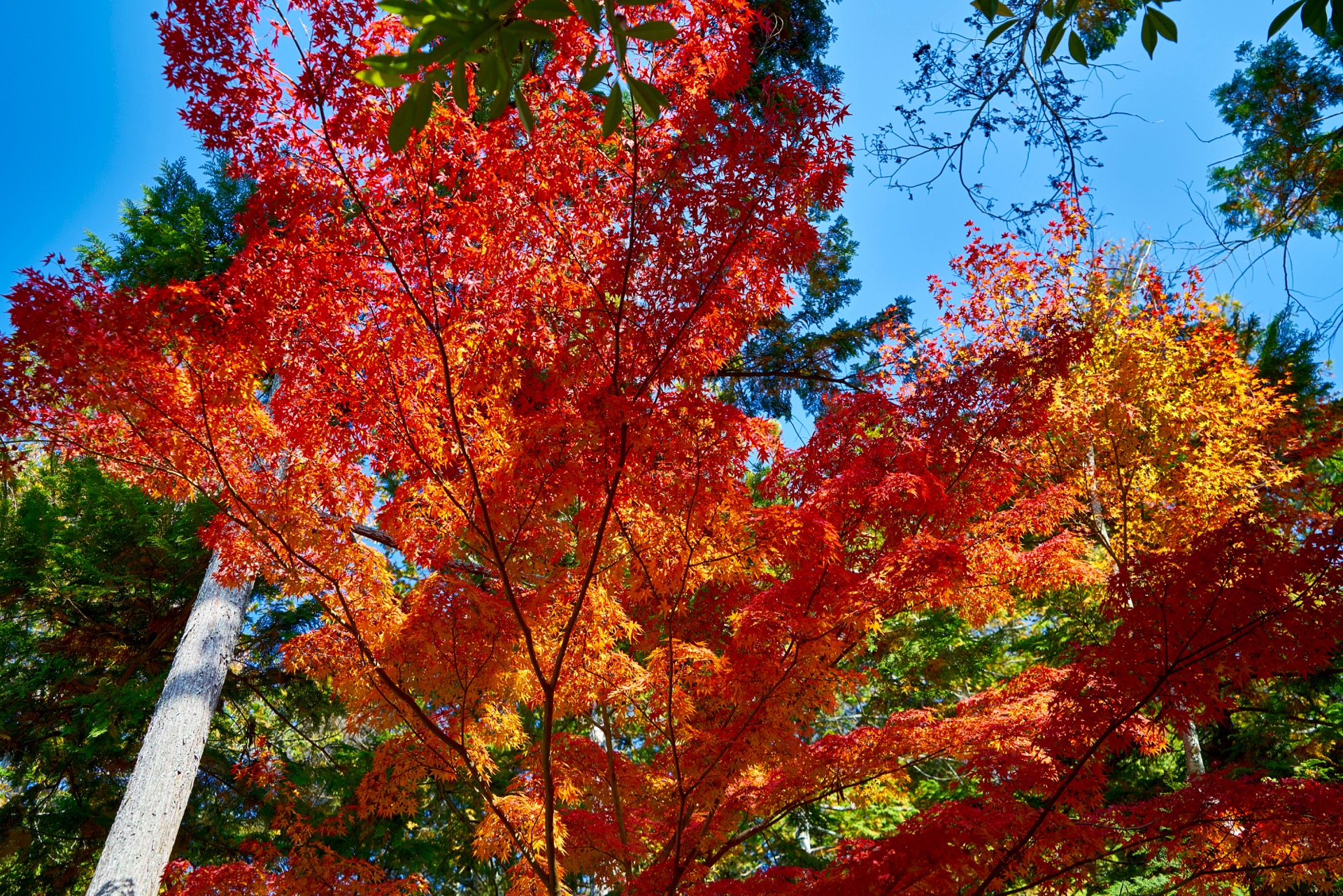 JAPAN-2016-03-032 JAPAN-2016-03-032