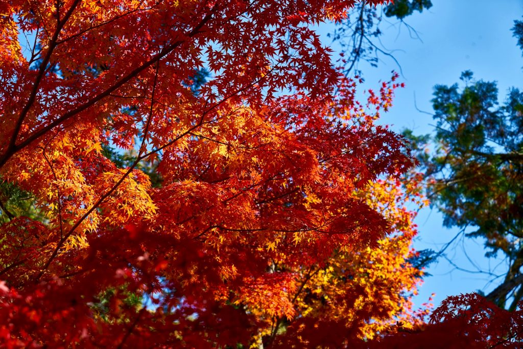 JAPAN-2016-03-035 JAPAN-2016-03-035