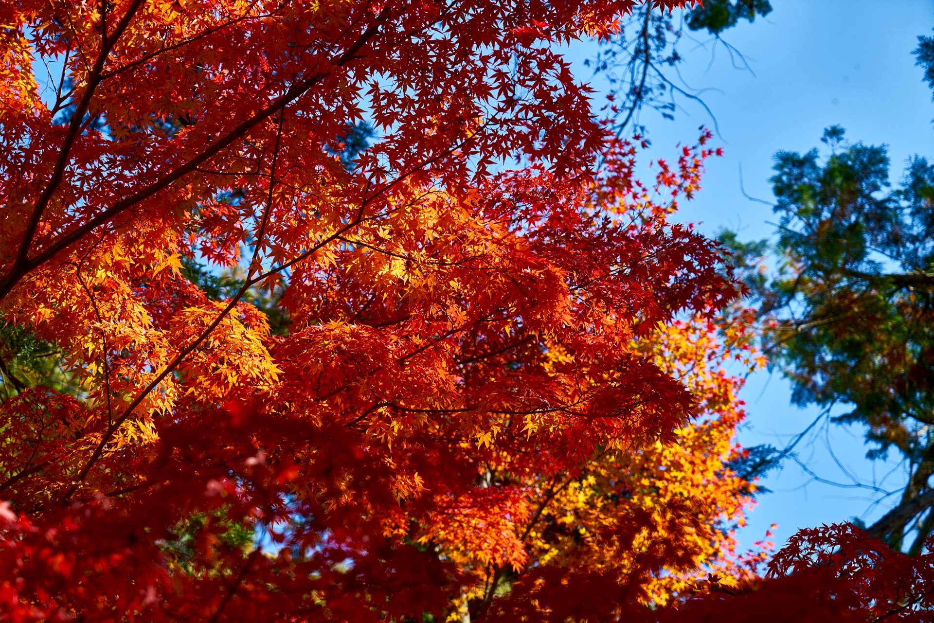 JAPAN-2016-03-035 JAPAN-2016-03-035