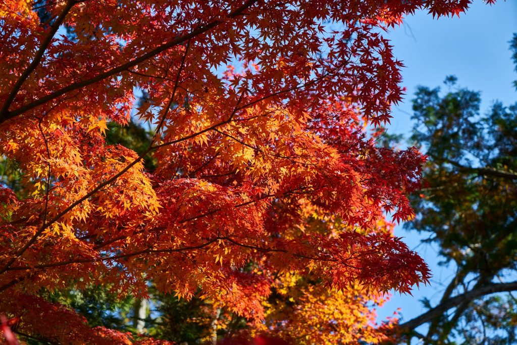 JAPAN-2016-03-036 JAPAN-2016-03-036