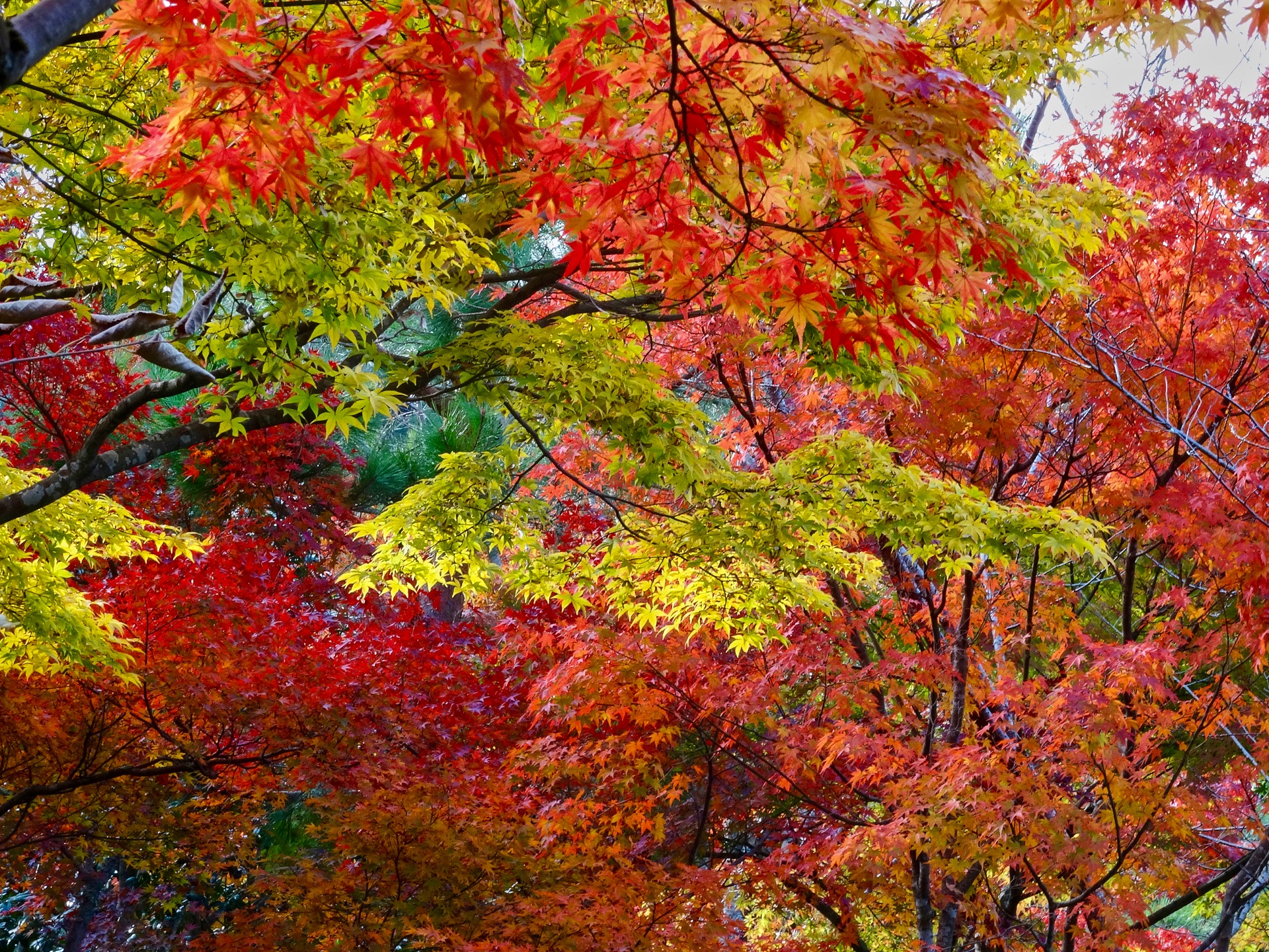 JAPAN-2016-03-078 JAPAN-2016-03-078