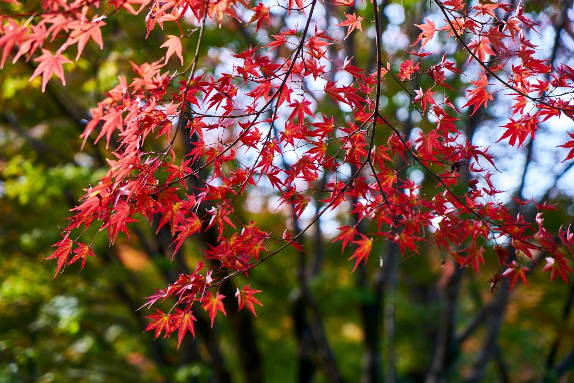 JAPAN-2016-03-080 JAPAN-2016-03-080