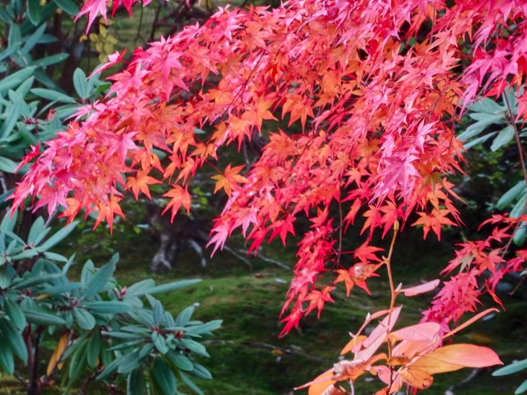 JAPAN-2016-03-082 JAPAN-2016-03-082