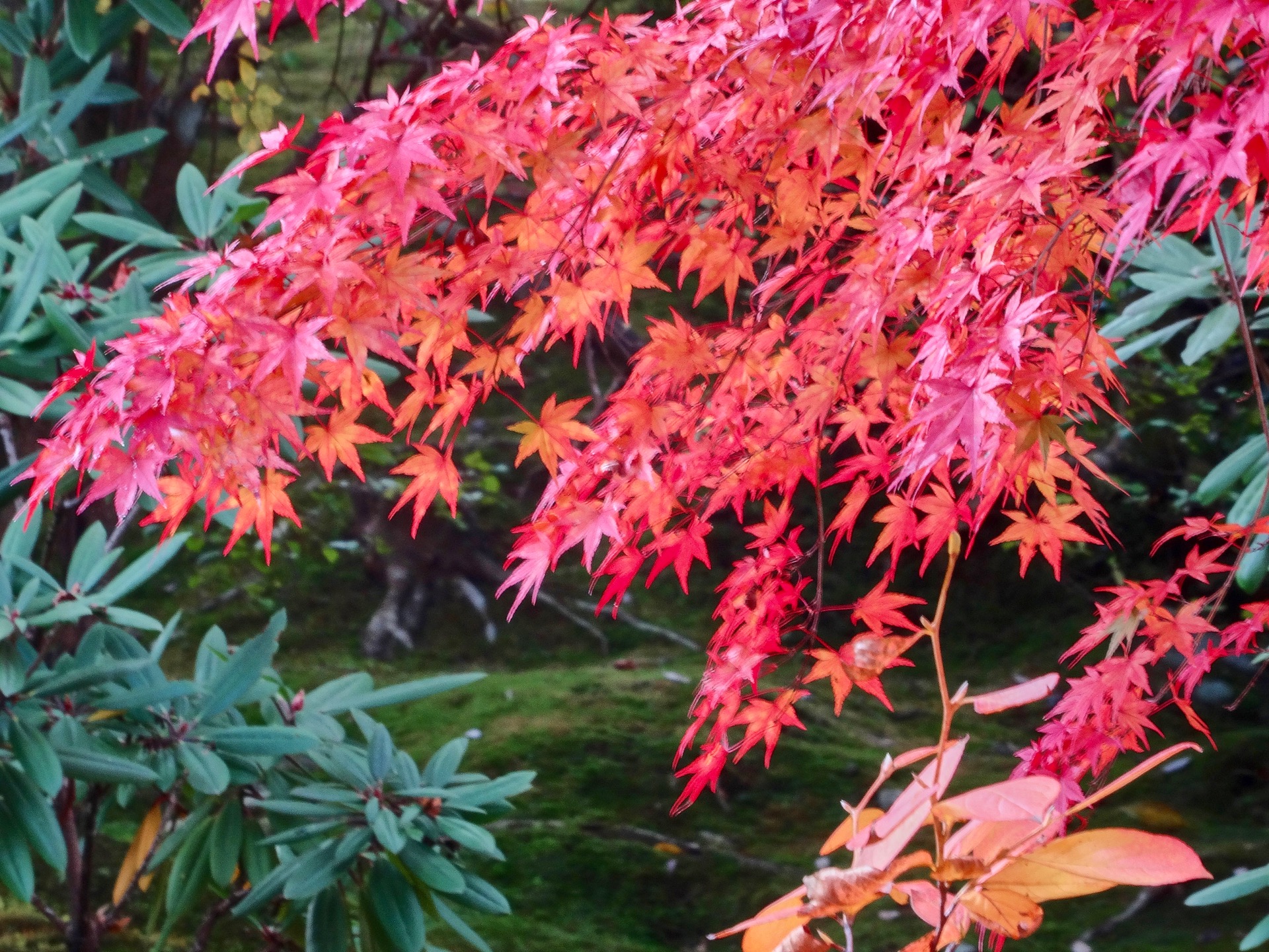 JAPAN-2016-03-082 JAPAN-2016-03-082