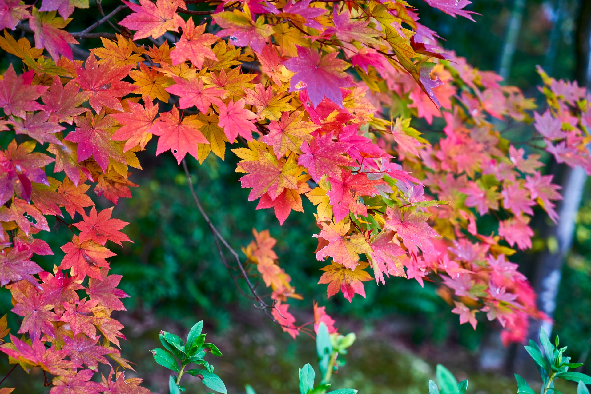 JAPAN-2016-03-084 JAPAN-2016-03-084