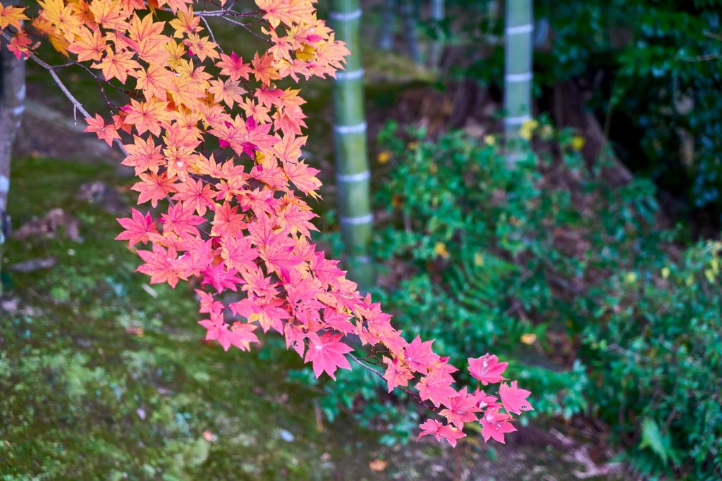JAPAN-2016-03-085 JAPAN-2016-03-085