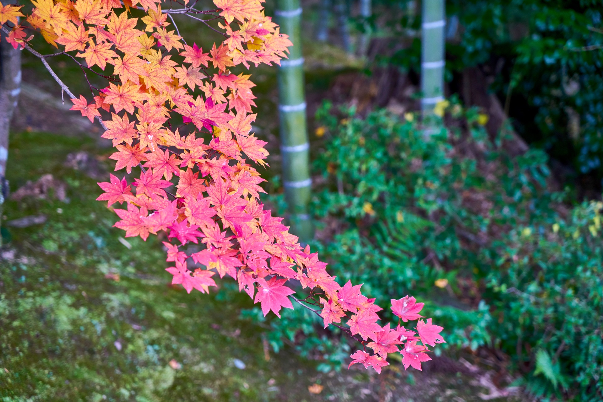JAPAN-2016-03-085 JAPAN-2016-03-085