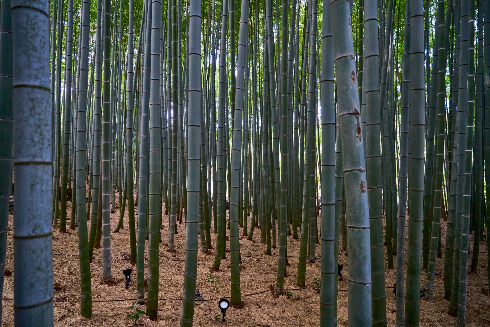 JAPAN-2016-03-088 JAPAN-2016-03-088