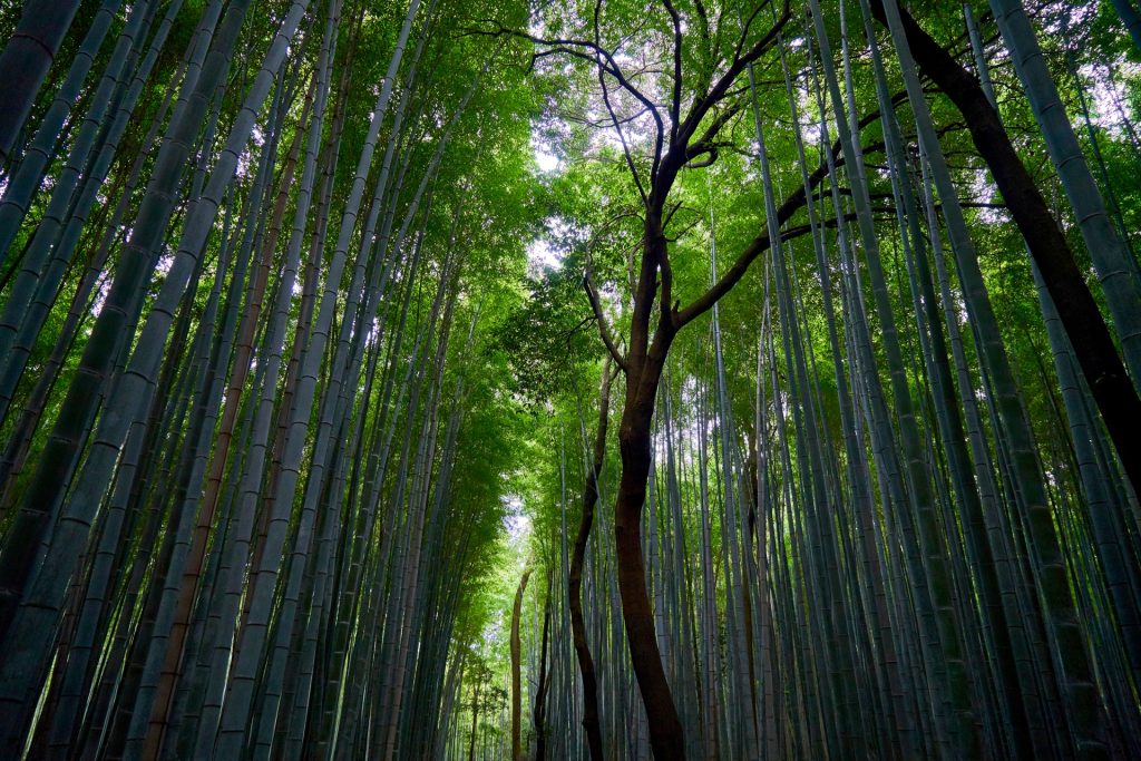 JAPAN-2016-03-091 JAPAN-2016-03-091