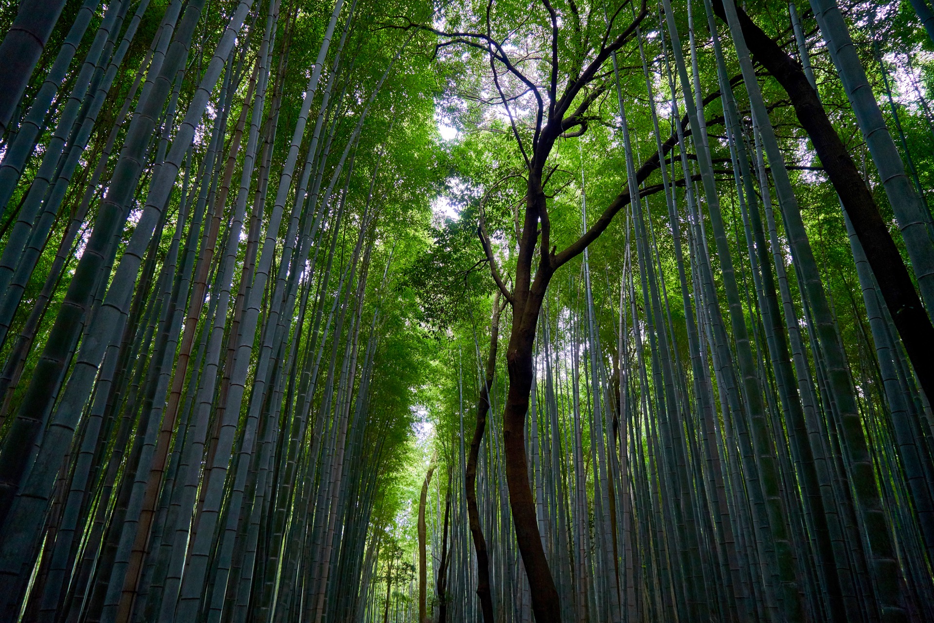JAPAN-2016-03-091 JAPAN-2016-03-091