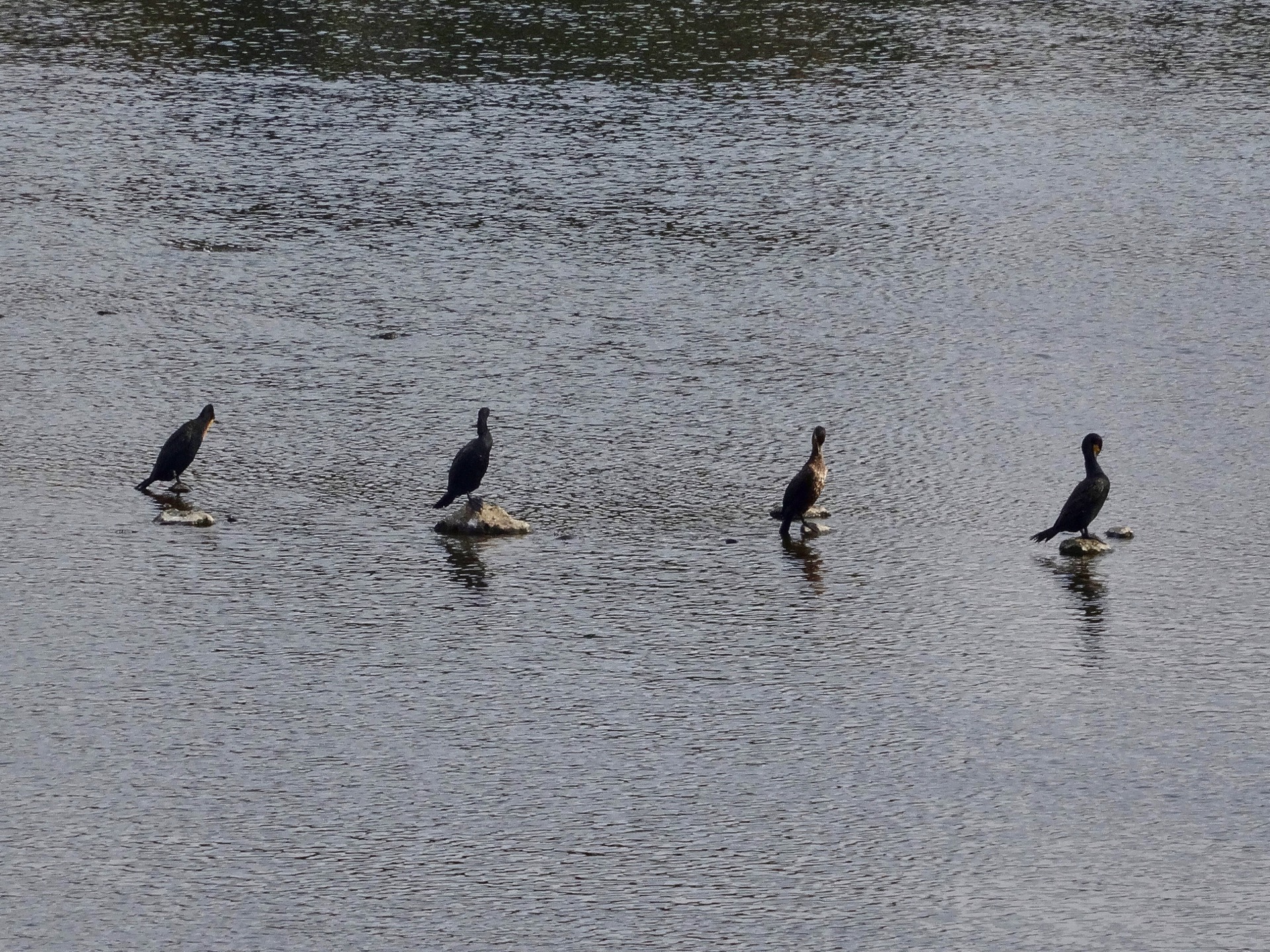 JAPAN-2016-03-097 JAPAN-2016-03-097