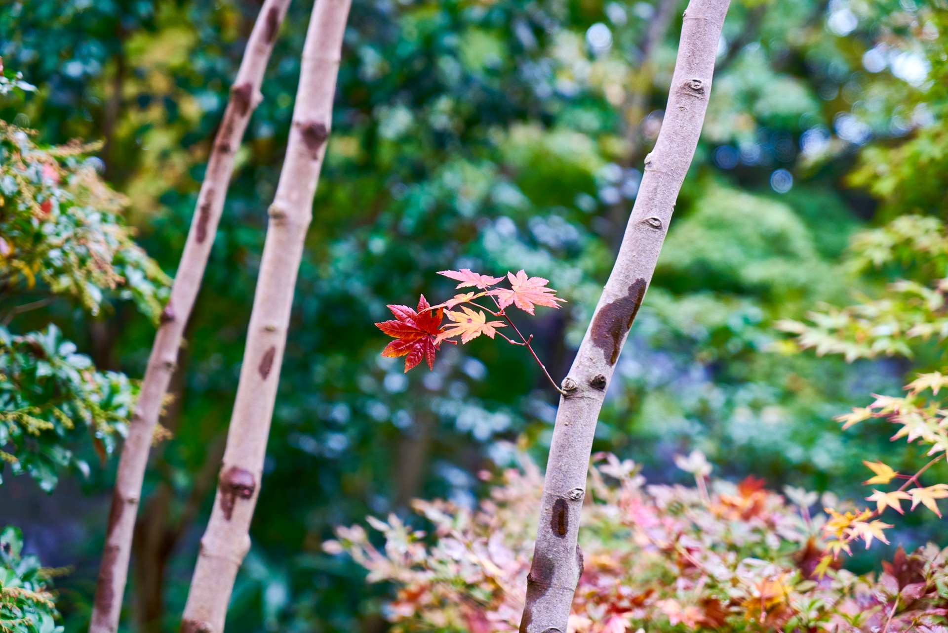 JAPAN-2016-04-051 JAPAN-2016-04-051