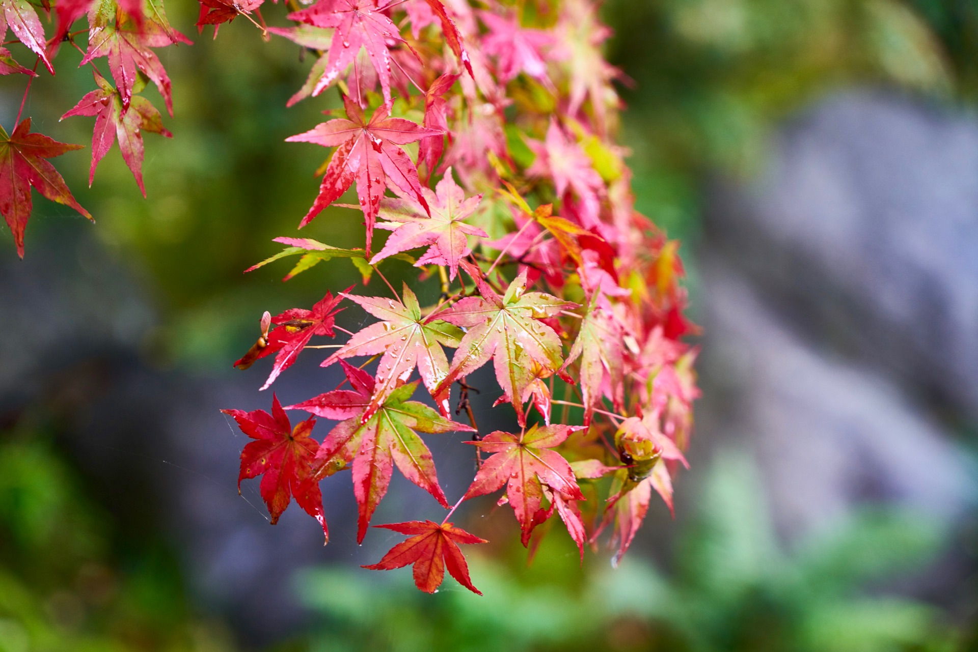 JAPAN-2016-04-053 JAPAN-2016-04-053
