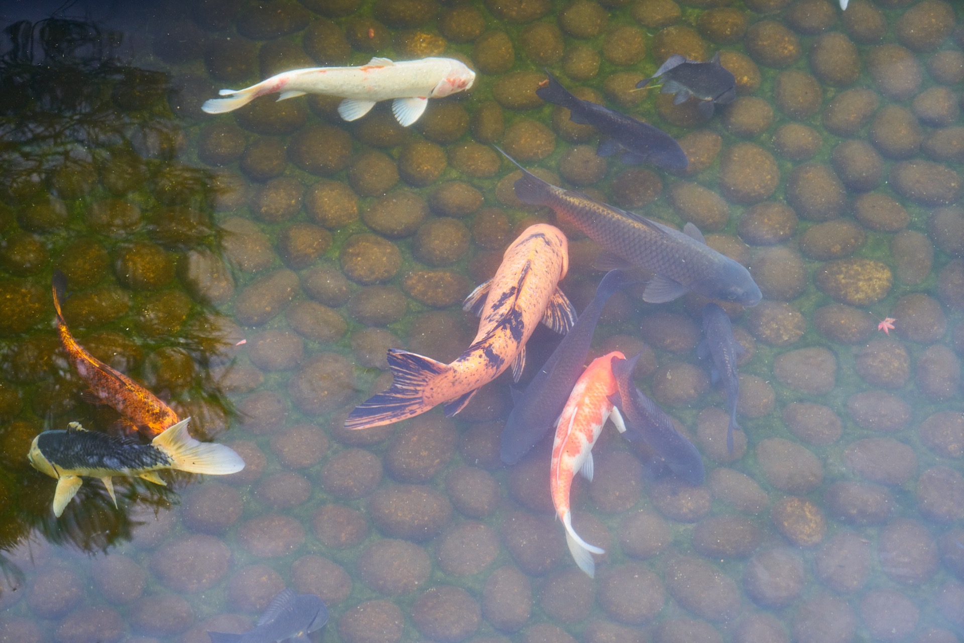 JAPAN-2016-04-056 JAPAN-2016-04-056