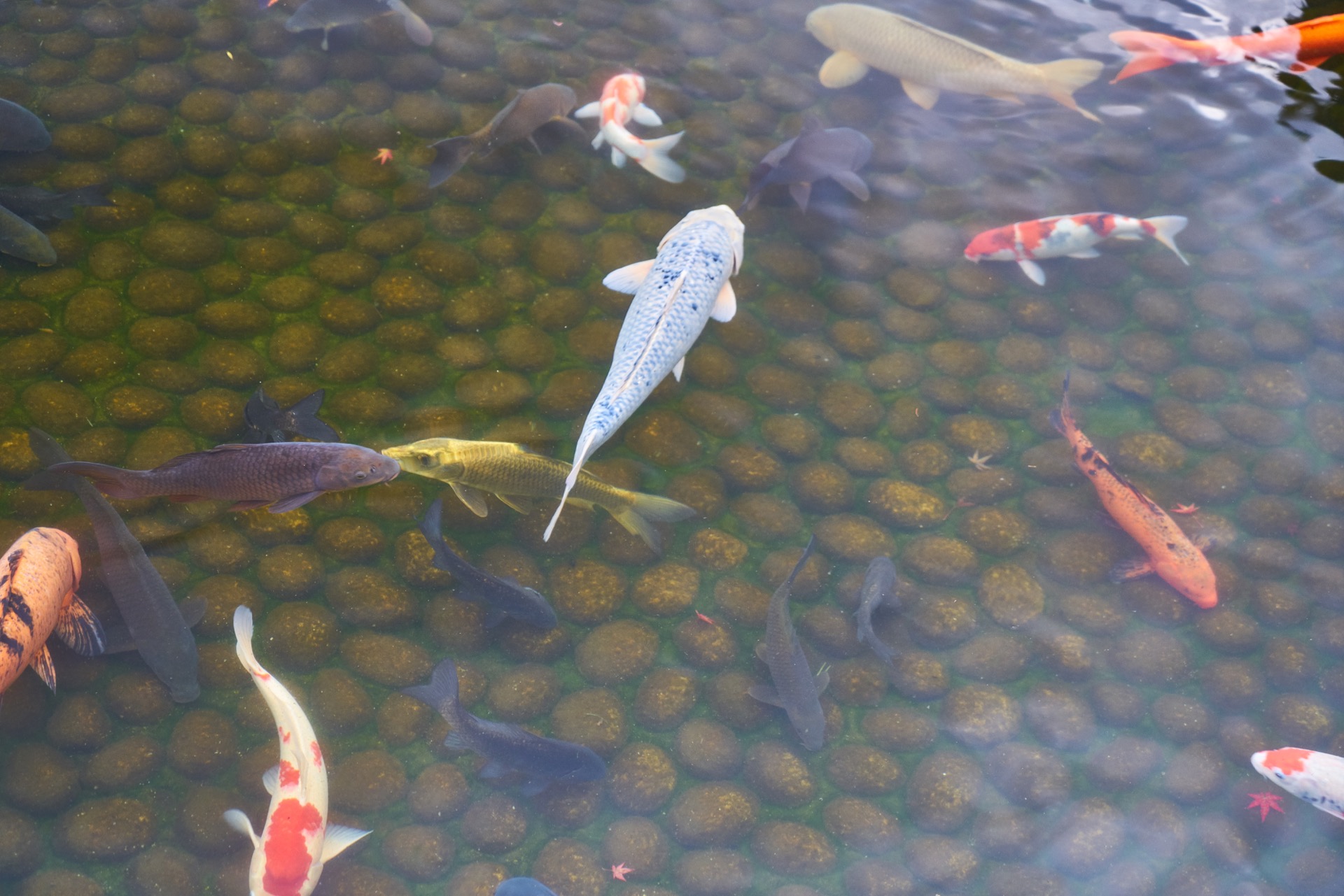 JAPAN-2016-04-057 JAPAN-2016-04-057