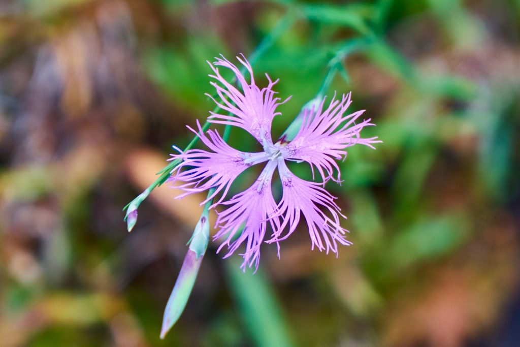 JAPAN-2016-04-062 JAPAN-2016-04-062