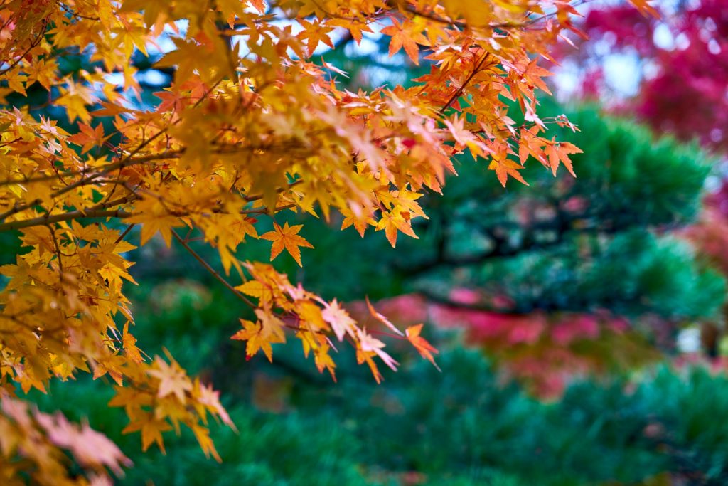 JAPAN-2016-04-070 JAPAN-2016-04-070