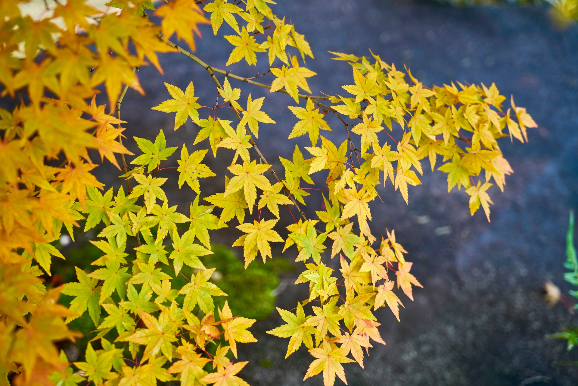 JAPAN-2016-04-071 JAPAN-2016-04-071