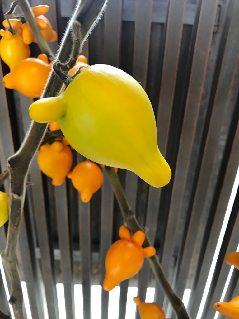 JAPAN-2016-04-082 JAPAN-2016-04-082