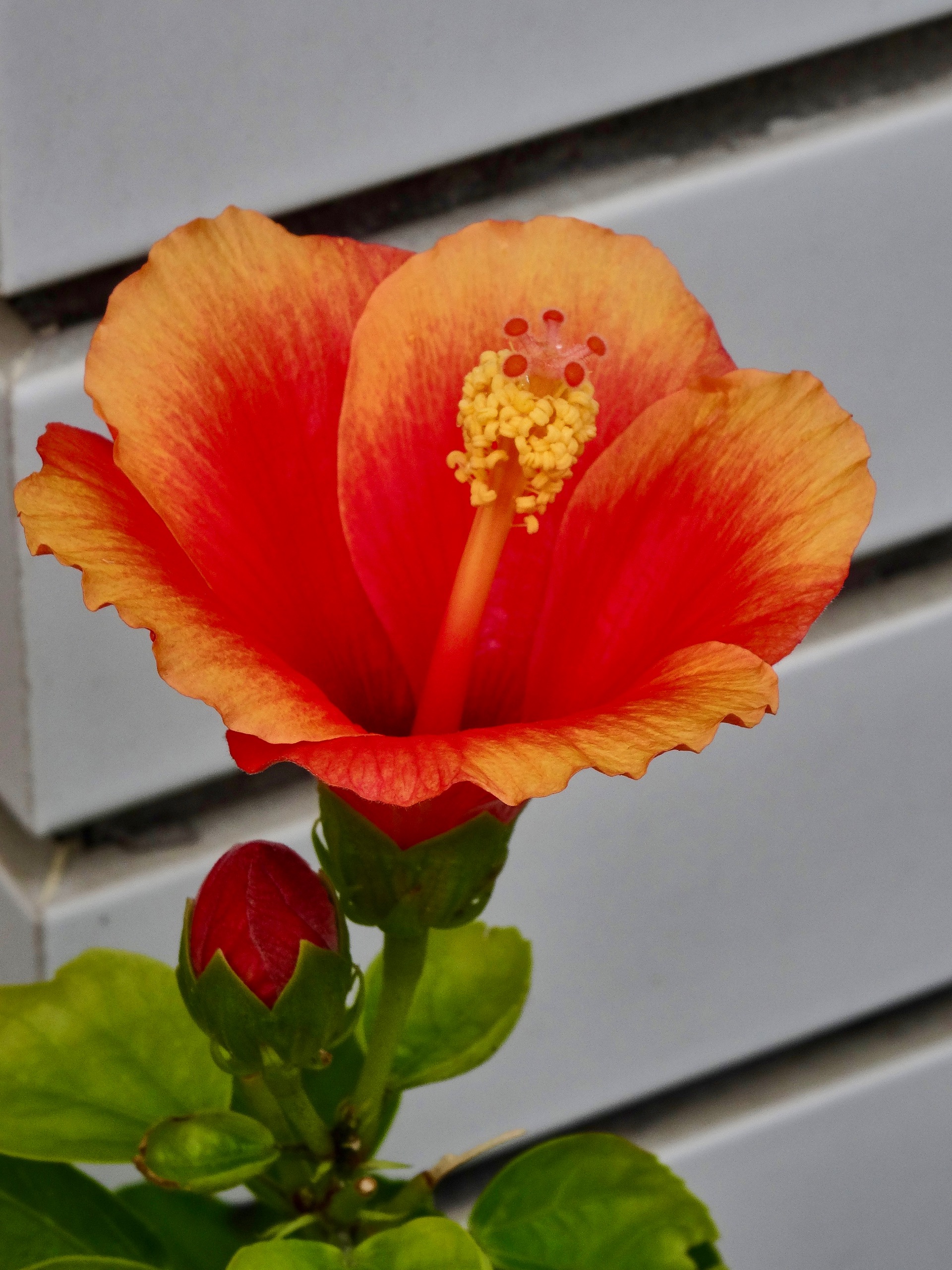 JAPAN-2016-05-010 JAPAN-2016-05-010