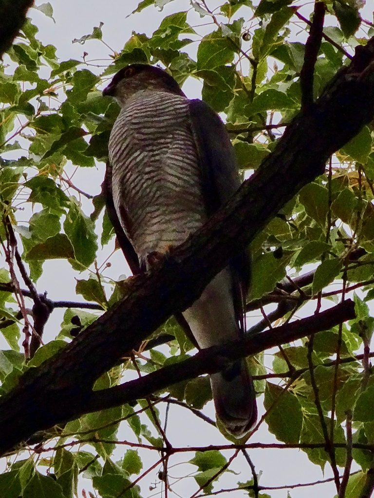 JAPAN-2016-05-067 JAPAN-2016-05-067