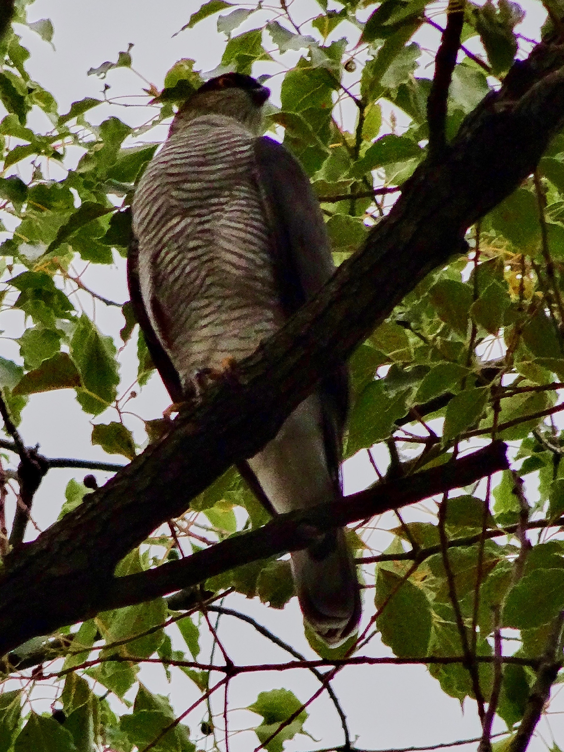 JAPAN-2016-05-068 JAPAN-2016-05-068