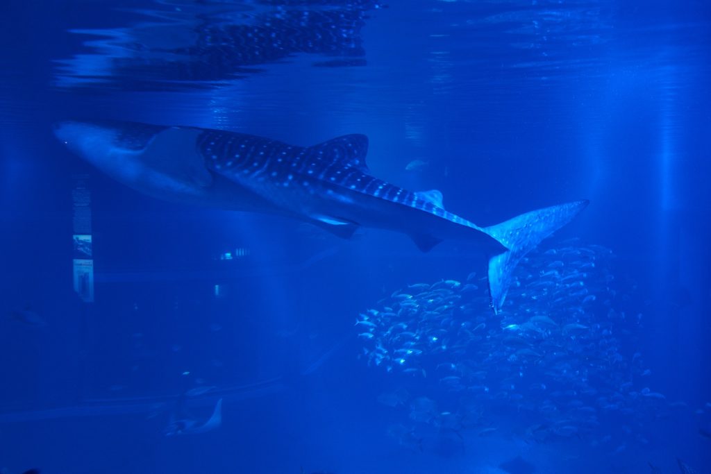 JAPAN-2016-05-085 JAPAN-2016-05-085