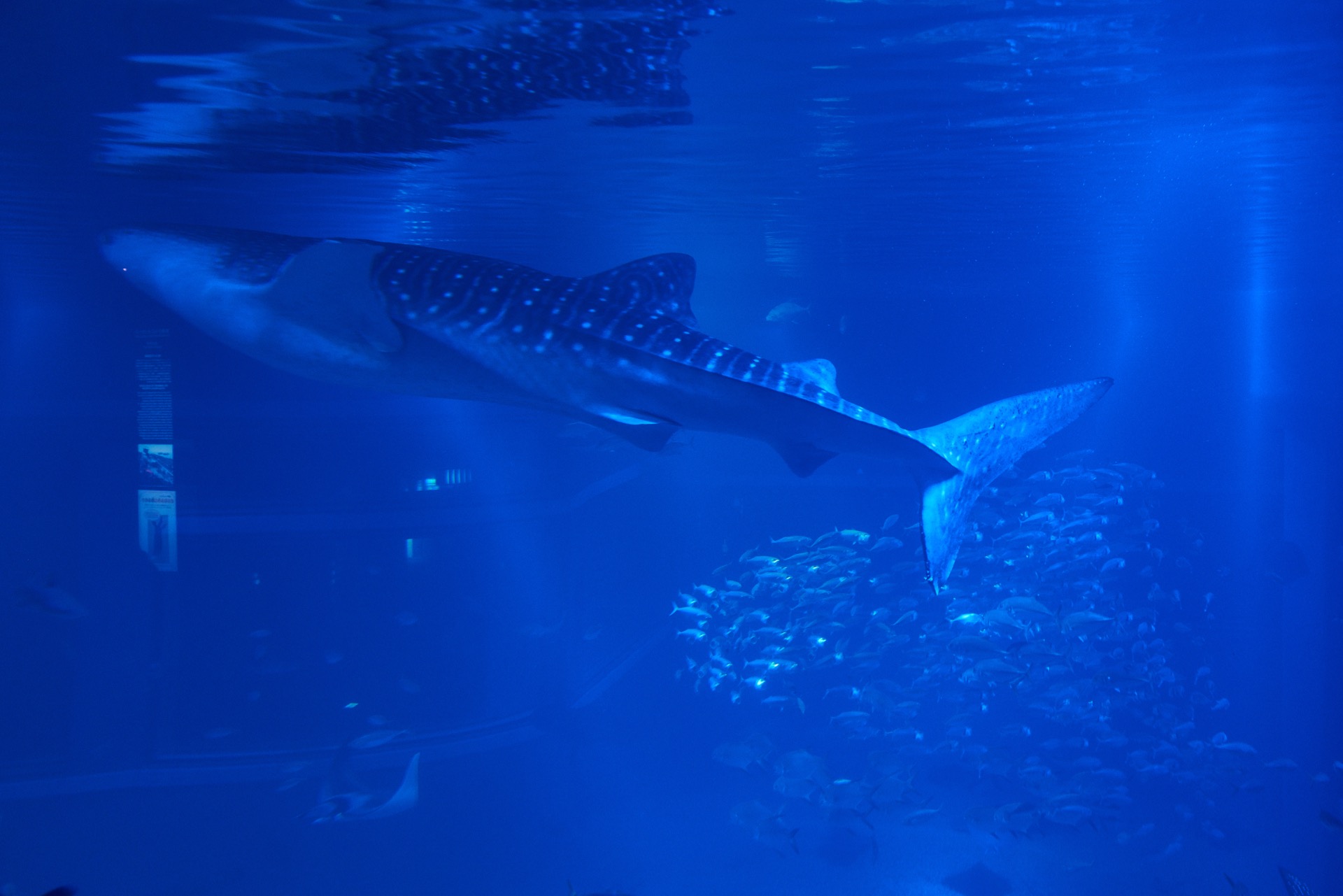 JAPAN-2016-05-085 JAPAN-2016-05-085