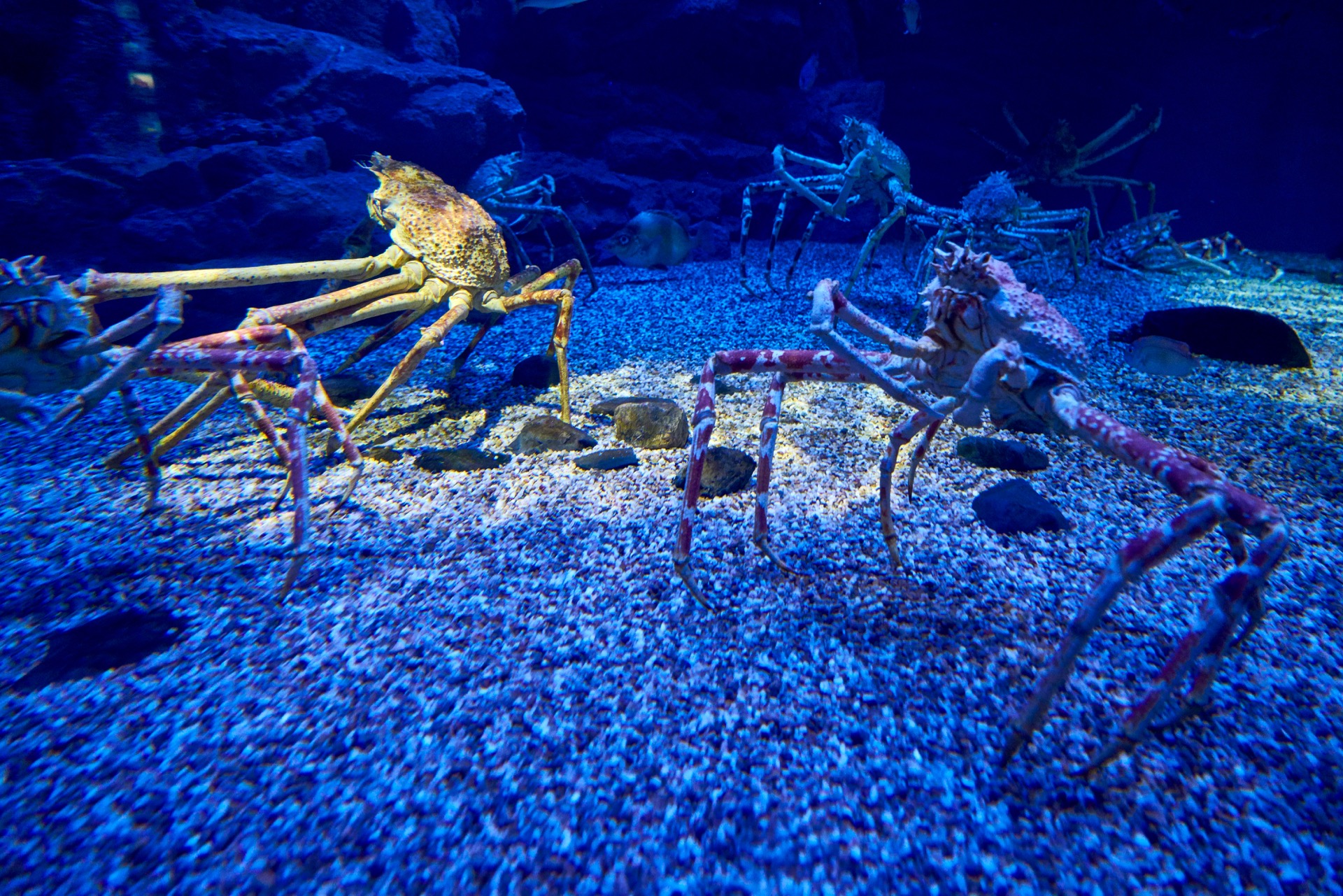 JAPAN-2016-05-091 JAPAN-2016-05-091