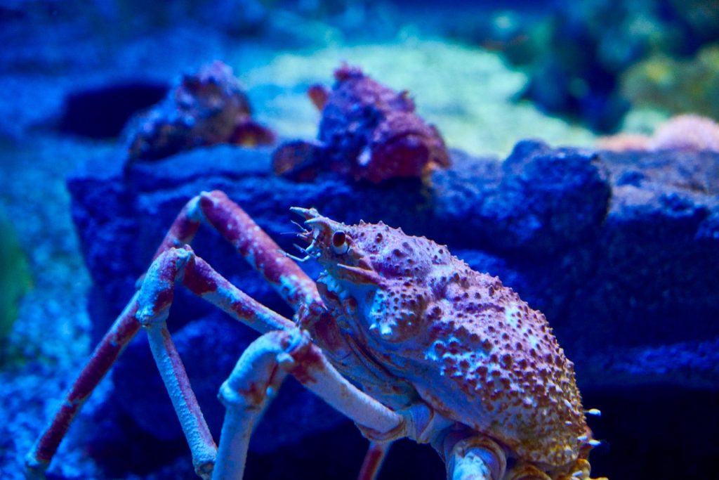 JAPAN-2016-05-092 JAPAN-2016-05-092