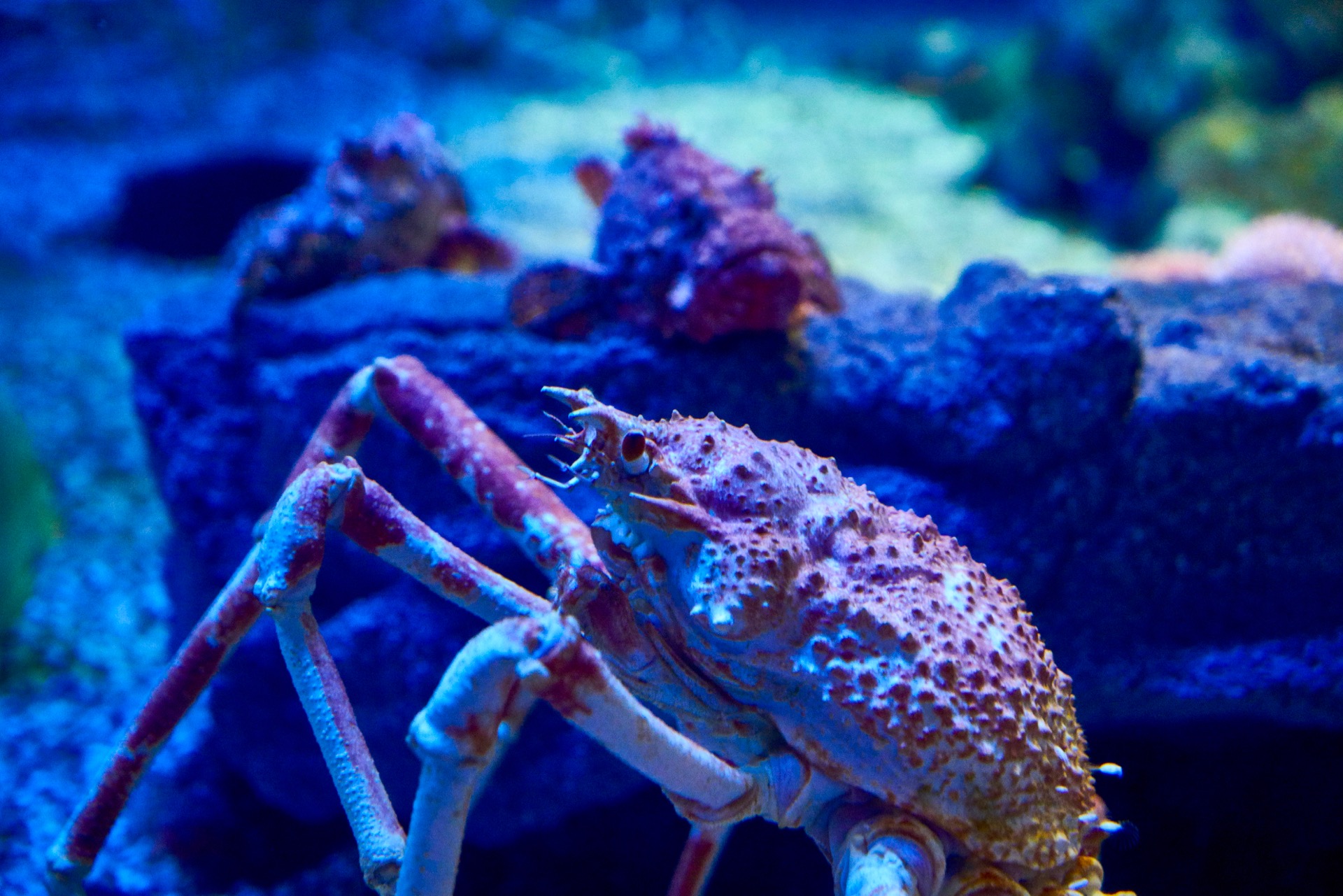 JAPAN-2016-05-092 JAPAN-2016-05-092