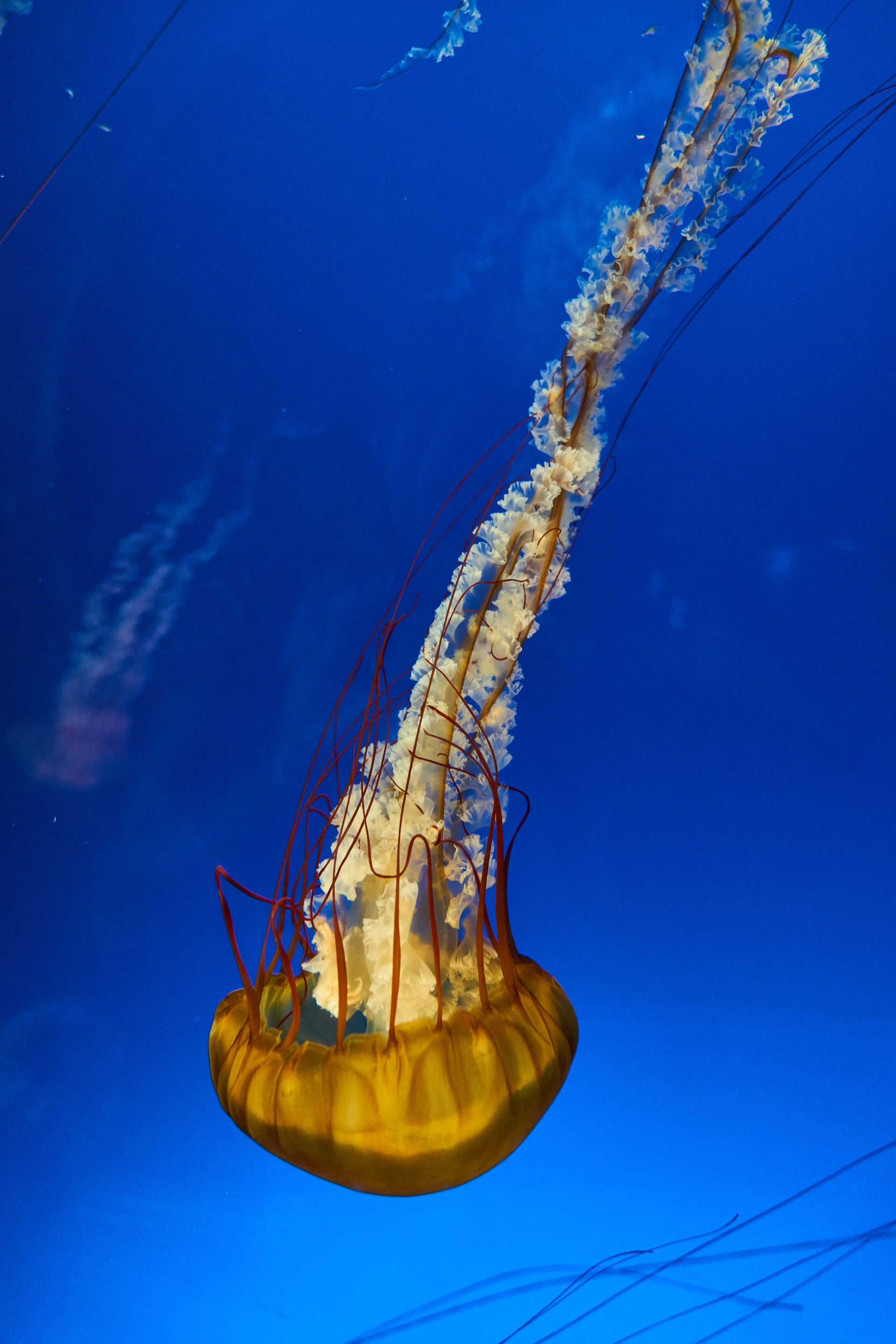 JAPAN-2016-05-094 JAPAN-2016-05-094