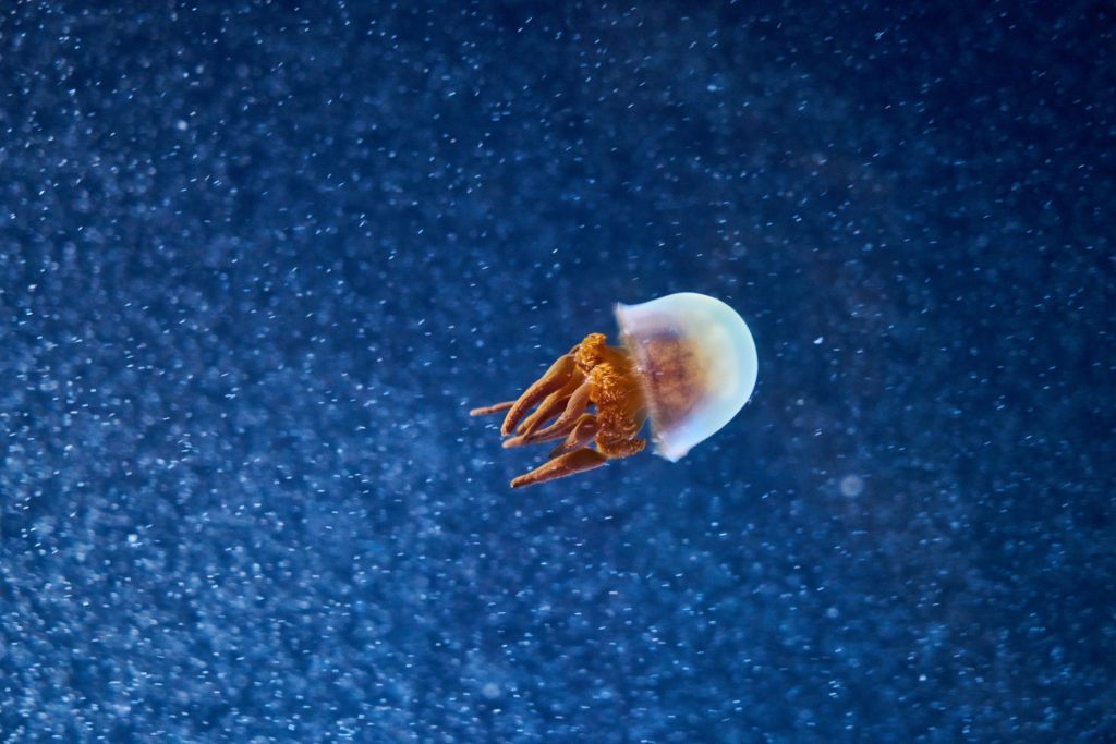 JAPAN-2016-05-095 JAPAN-2016-05-095