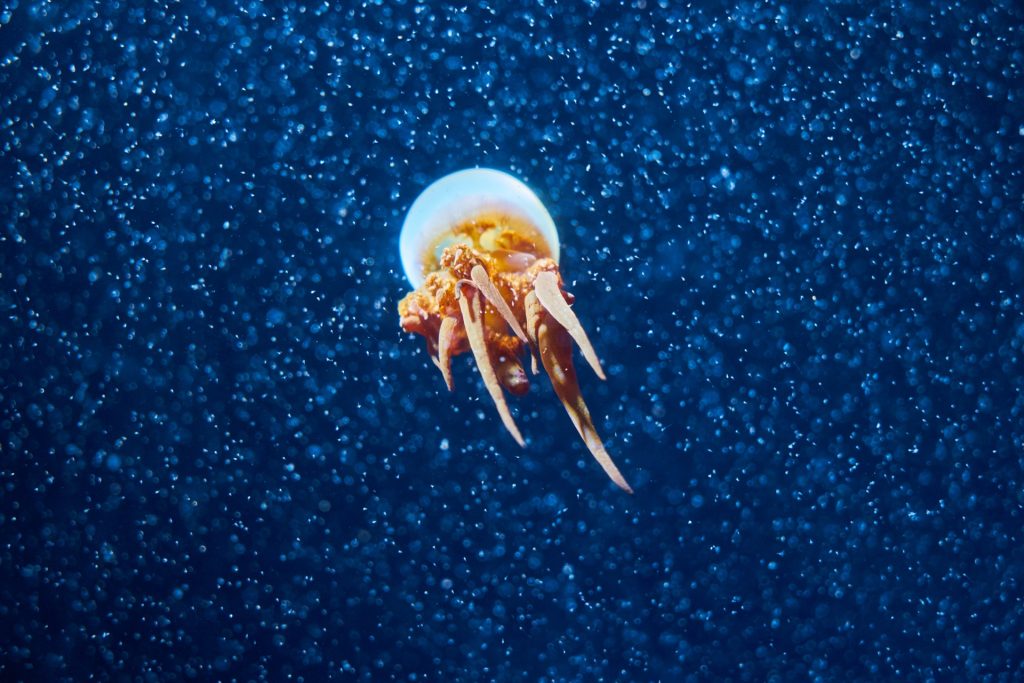 JAPAN-2016-05-096 JAPAN-2016-05-096