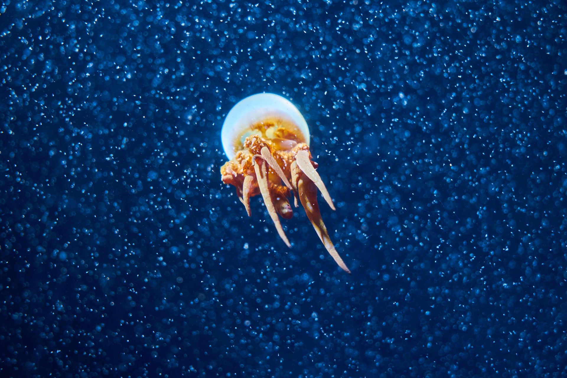 JAPAN-2016-05-096 JAPAN-2016-05-096