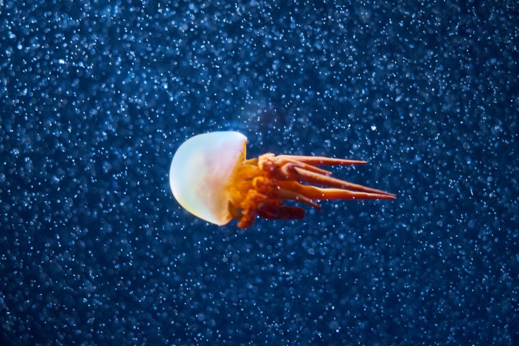 JAPAN-2016-05-097 JAPAN-2016-05-097