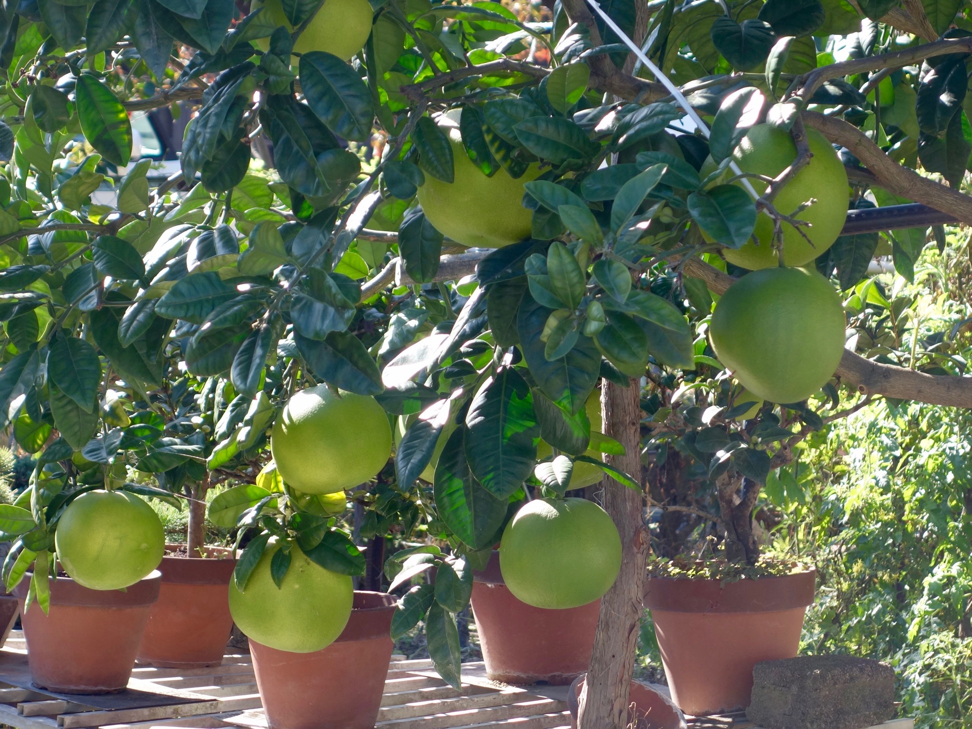 JAPAN-2016-06-21 JAPAN-2016-06-21