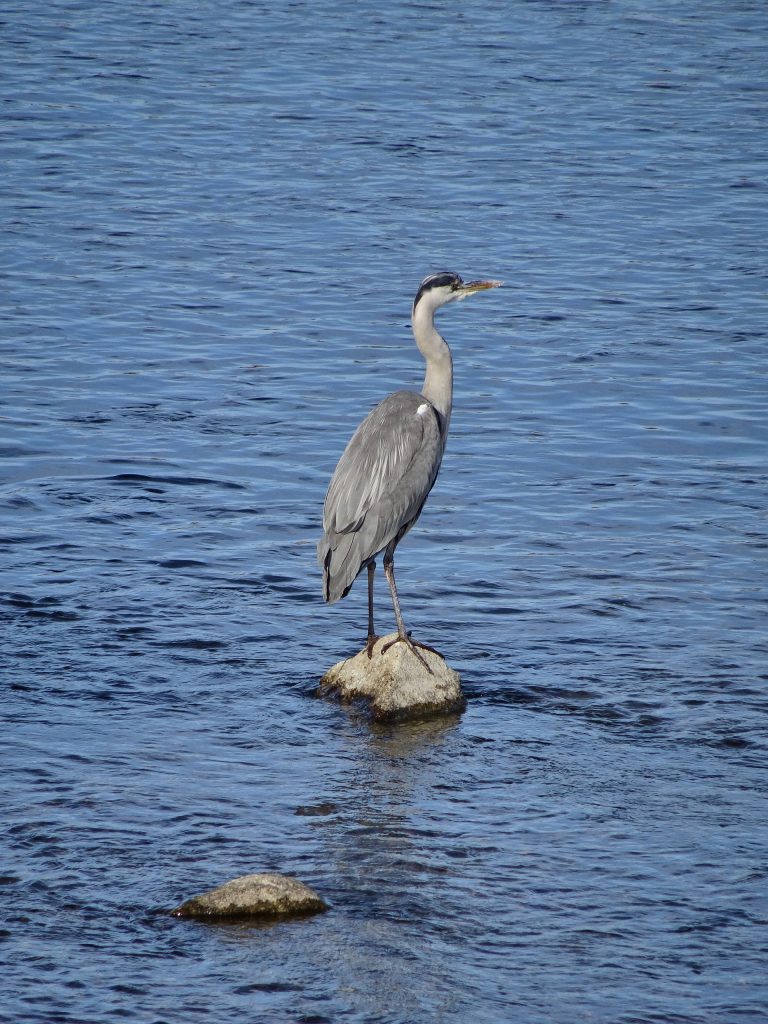 JAPAN-2016-06-41 JAPAN-2016-06-41